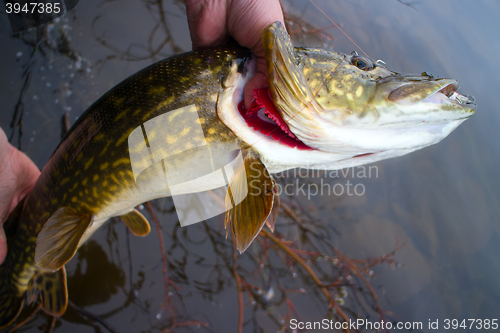 Image of Fishing Pike 