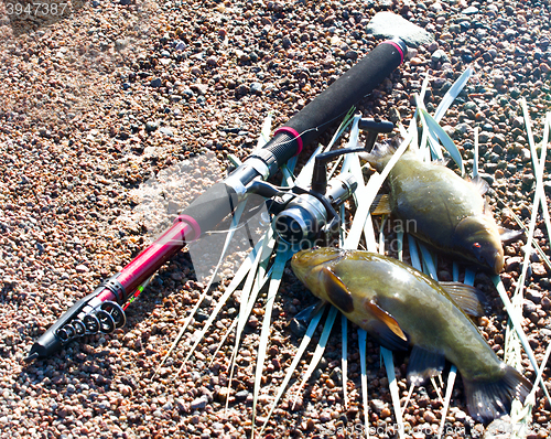 Image of Good catch. Tench is a very tasty fish