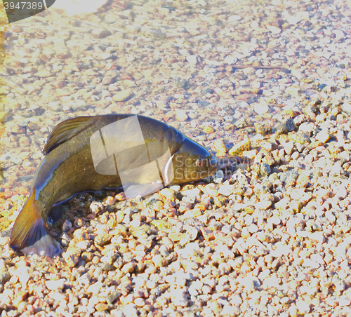 Image of Unusual fish tench on lake shore