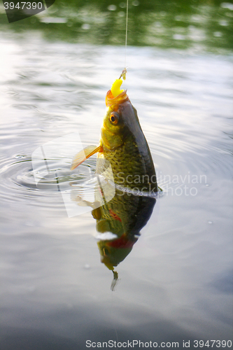 Image of Golden Rudd - summer lake fishing