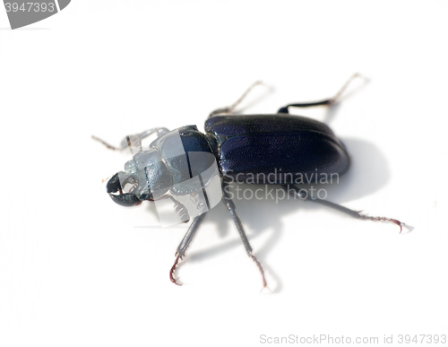 Image of Heavy toothed beetle 