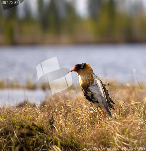 Image of Mating behaviour of ruffs in lek (place of courtship)