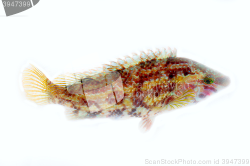 Image of Colorful fish breathes under water rotates fins and eyes