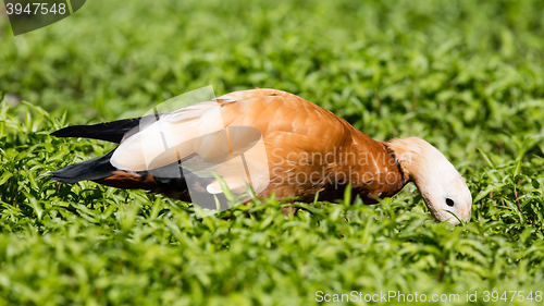 Image of Ruddy shelduck in the grass