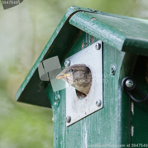 Image of Young sparrow sitting in a birdhouse