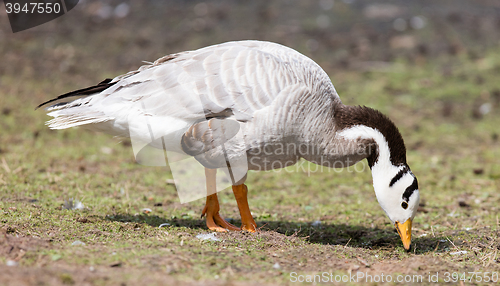 Image of Bar-headed goose (Anser indicus) 