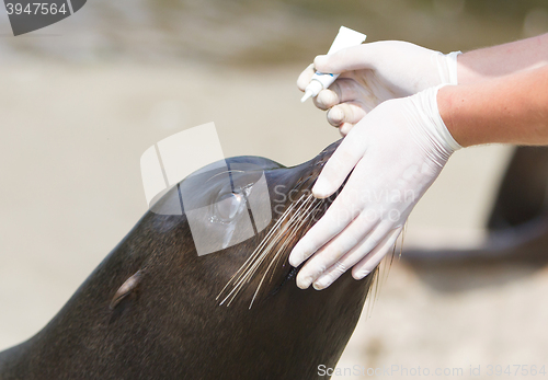 Image of Adult sealion being treated (eye)