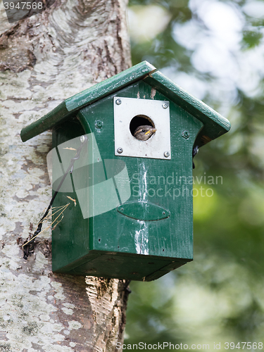 Image of Young sparrow sitting in a birdhouse