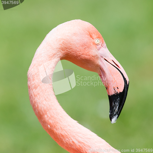 Image of Pink flamingo close-up