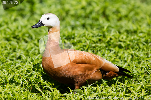 Image of Ruddy shelduck in the grass