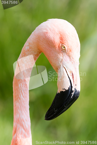 Image of Pink flamingo close-up