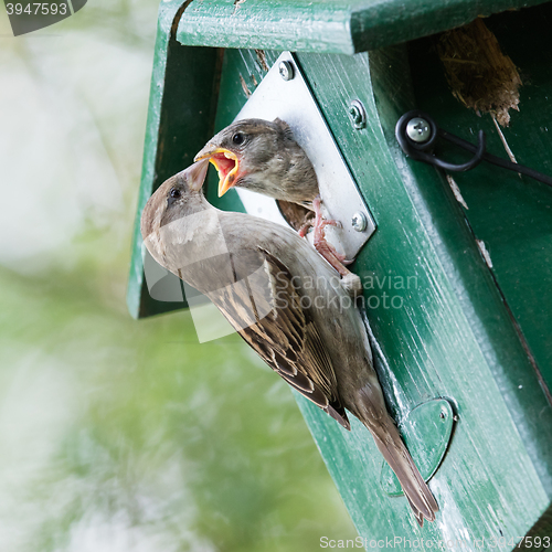 Image of Adult sparrow feeding a young sparrow