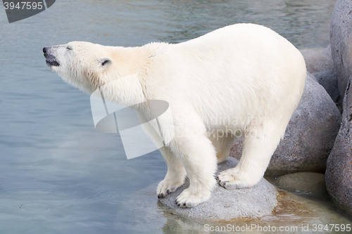 Image of Close-up of a polarbear (icebear)