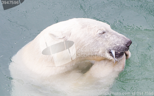Image of Close-up of a polarbear (icebear) eating a fish