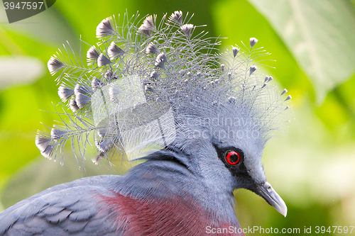 Image of Victoria Crowned bird (Goura victoria)