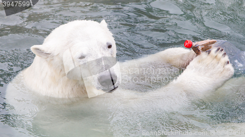 Image of Close-up of a polarbear (icebear)