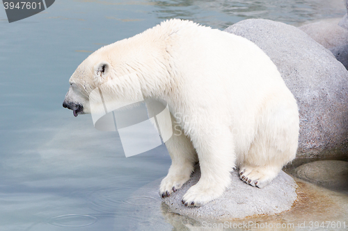 Image of Close-up of a polarbear (icebear)