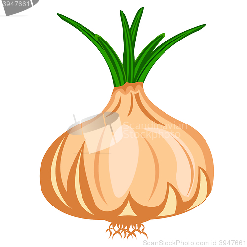 Image of Vegetable onion
