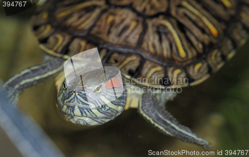 Image of Red-eared turtle staring at you