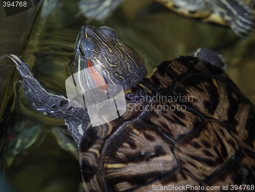 Image of Red-eared turtle in the water