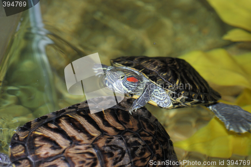 Image of Red-eared turtles