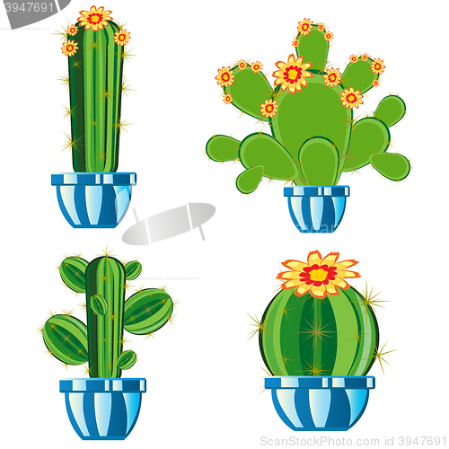 Image of Cactuses in pot