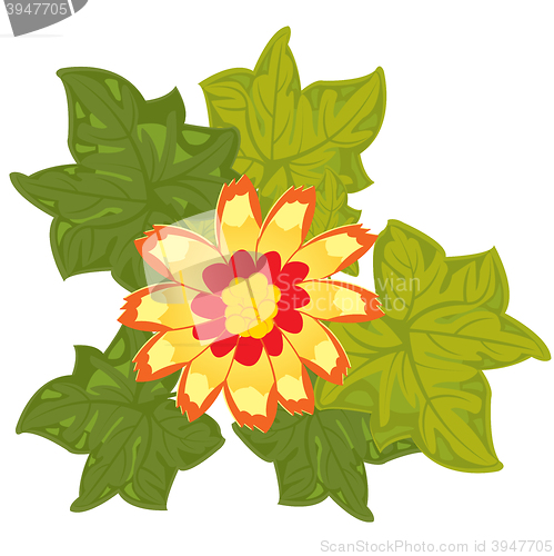 Image of Red flower