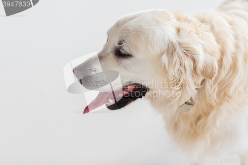 Image of close up of golden retriever dog