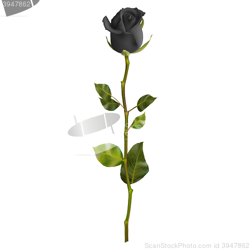 Image of Realistic Black rose. EPS 10