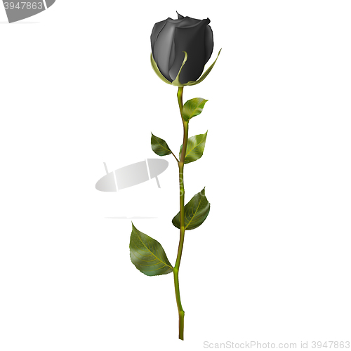 Image of Realistic Black rose. EPS 10