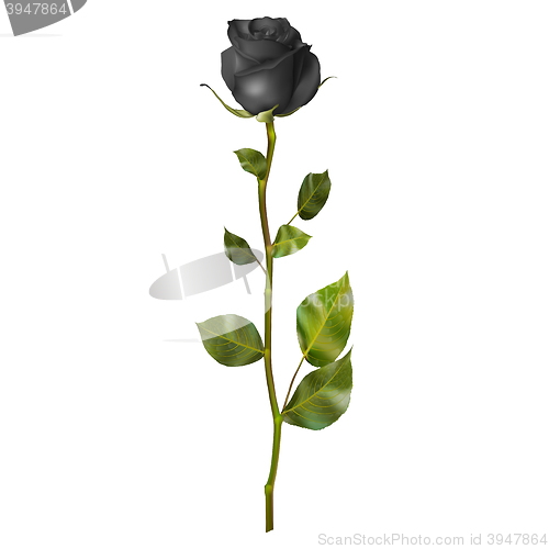 Image of Realistic Black rose. EPS 10