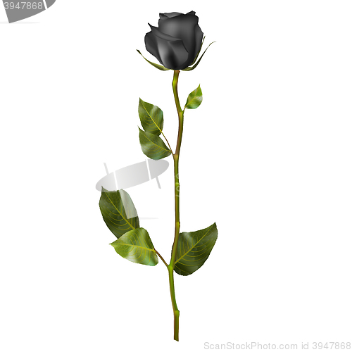 Image of Realistic Black rose. EPS 10
