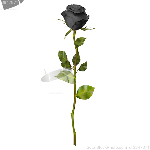 Image of Realistic Black rose. EPS 10