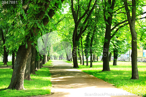 Image of nice path in beautiful park with many green trees