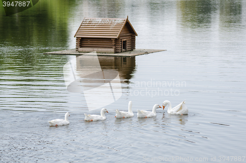 Image of A flock of swans swimming on the lake in the background floating house for the birds