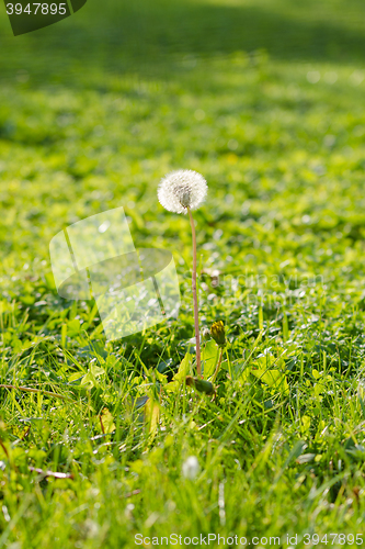 Image of Single dandelion on green field