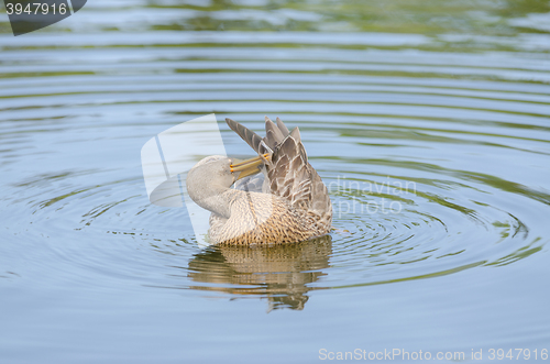 Image of Gadwall cleans its feathers floating in the lake