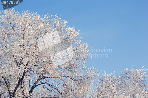 Image of winter landscape of snow-covered fields, trees 