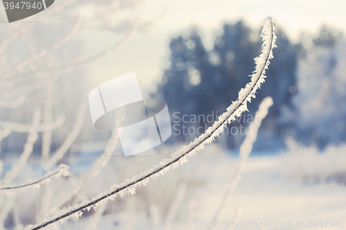 Image of winter landscape of snow-covered fields, trees 