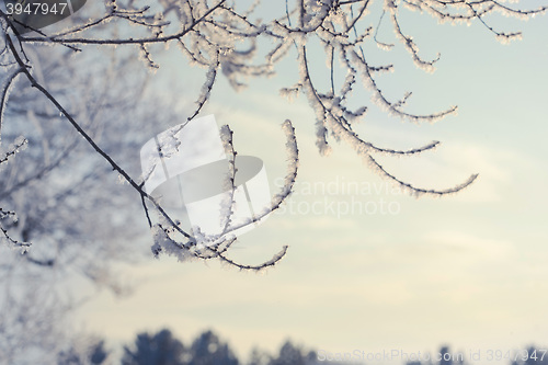 Image of winter landscape of snow-covered fields, trees 