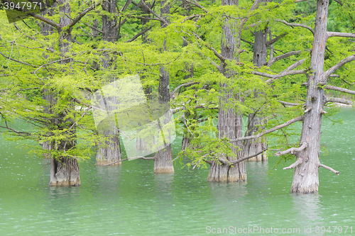 Image of Growing out of the water of pine tree trunks of cypress swamp