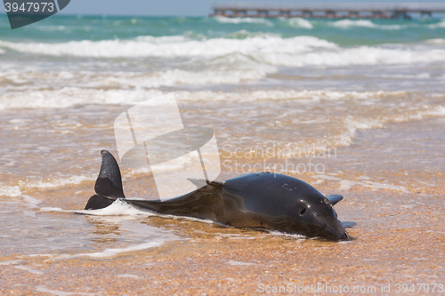 Image of Dead bottlenose dolphins on the shore of the sandy beach