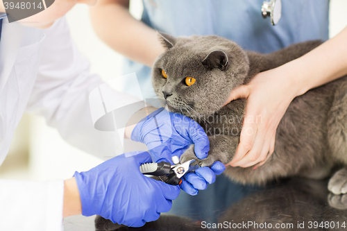 Image of close up of vet with clipper cutting cat nail