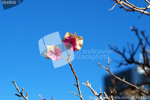 Image of A tree blossom