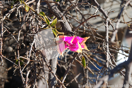 Image of A tree blossom