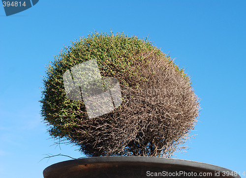 Image of A green bush in a pot