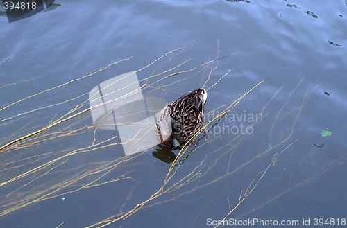 Image of A swimming duck