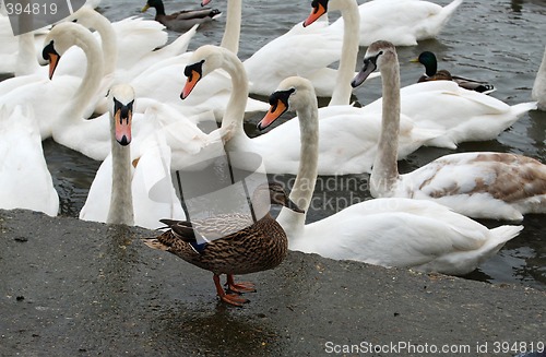 Image of Duck before the swans