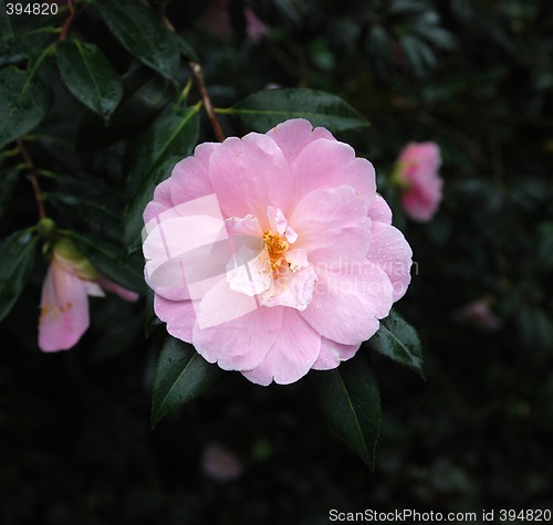 Image of Warm rose flower