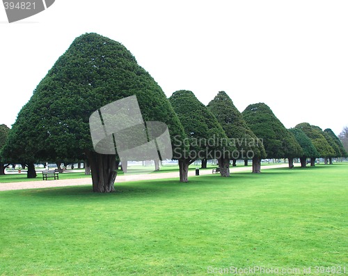 Image of Cone trees